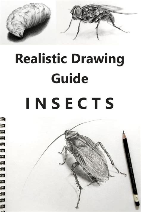Secrets for Drawing Realistic Insects | Realistic drawings, Drawings ...