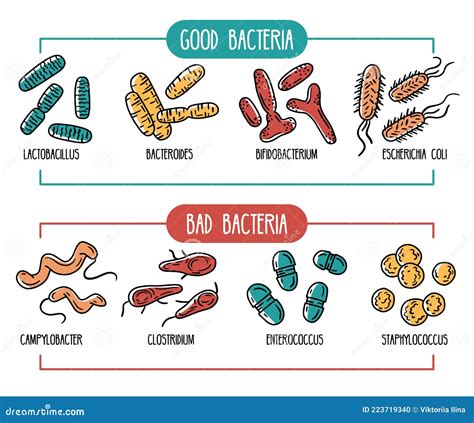 Vector Infographics of the Human Gut Microbiota Stock Vector - Illustration of campylobacter ...