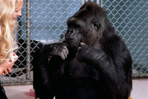 Why Koko the Gorilla, Who Mastered Sign Language, Mattered | National ...