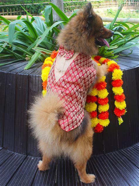 Paws – Stylish Dog Clothes & Cat Clothes for Pets Online – vastramay