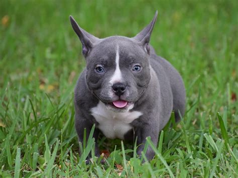 Pocket Bully Puppies For Sale Ontario at Frank Ellis blog