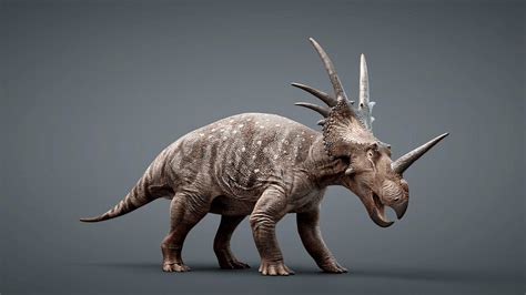 Styracosaurus albertensis: The Cretaceous Rhinoceros - Darwin's Door