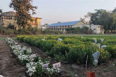 Dr. Panjabrao Deshmukh Krishi Vidyapeeth Akola Campus: Photos, Virtual Tour