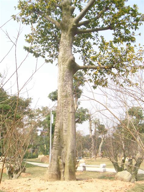 中国十大名树排名历史简介 如果有幸看到它们千万别忘了拍照打卡_天涯八卦网
