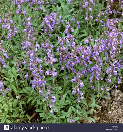 Sage Plant Spanish Translation at Betty Mcclusky blog