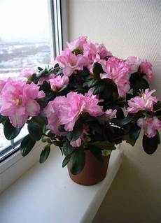coltivare azalee in vaso azalea azalea piante da giardino caratteristiche coltivare azalee in vaso azalea azalea piante da giardino caratteristiche