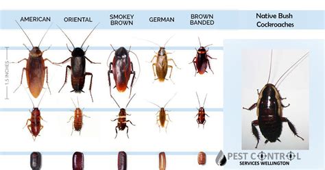 Cockroach Taxonomy 的图像结果