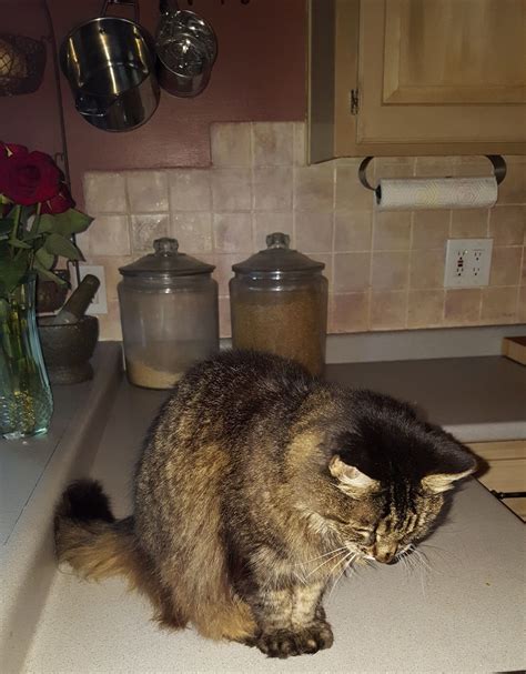 How Do I Keep My Cat Off the Counter? - College for Pets