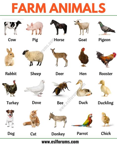 Farm Animals: List of 15+ Popular Farm/ Domestic Animals in English ...