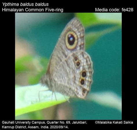 Ypthima baldus | Butterfly