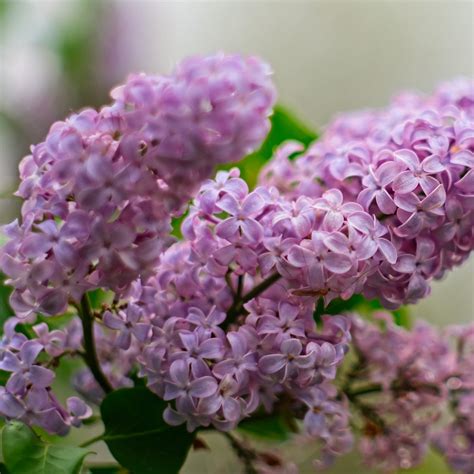 Beautiful Lilac 'Syringa' Plants for Sale: Bring Fragrance and Eleganc ...