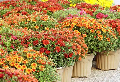 What Type Of Flowers Are Mums at Raymond Falgoust blog
