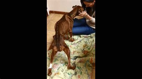 Emaciated dog is being nursed back to health | FOX 5 Atlanta