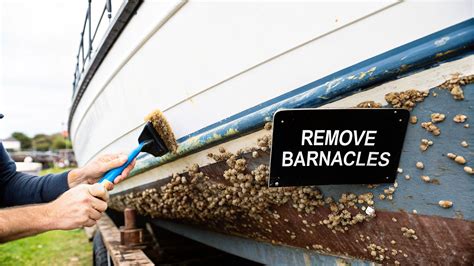 How to Remove Barnacles From Your Boat Hull – Better Boat