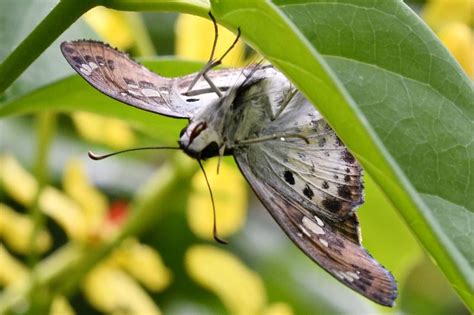 Caprona ransonnettii potiphera | Butterfly