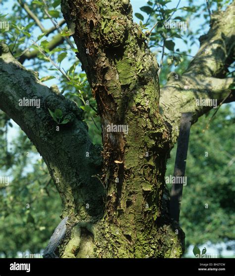 Image result for Tree Rot Infection
