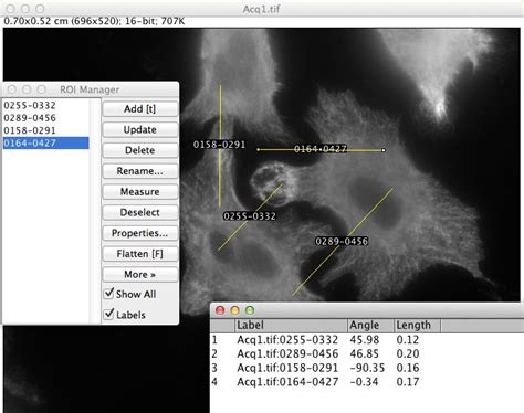 Image result for Measuring Fluorescence Intensity ImageJ