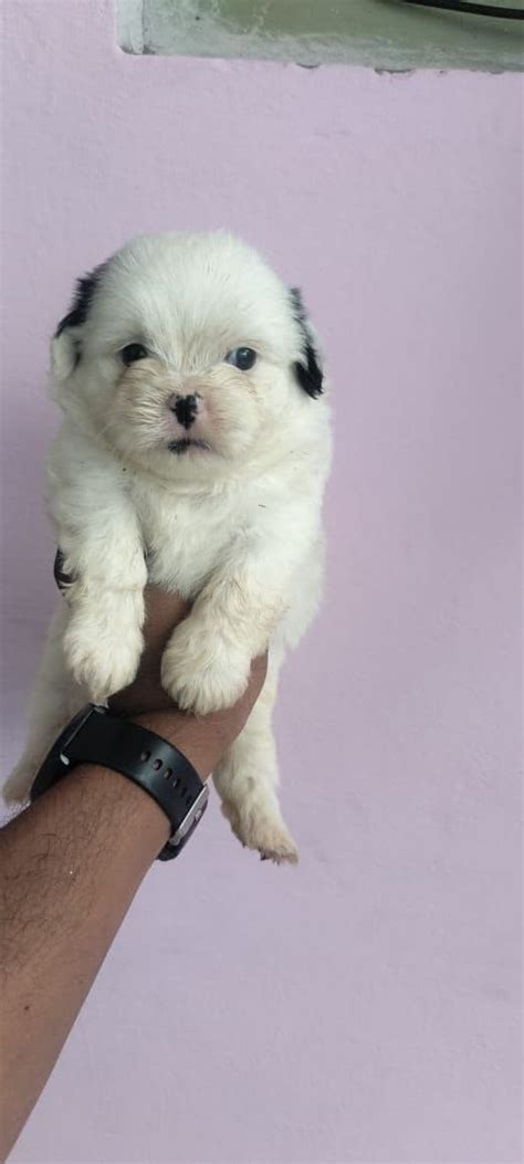 Shih Tzu Puppies for Sale in Mumbai – GoodFurs