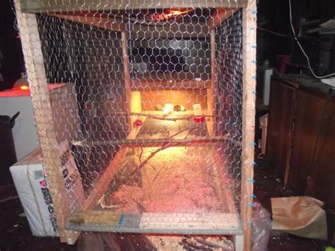 Image result for Turkey Brooder