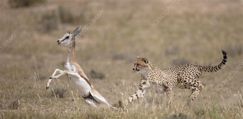 Image result for Cheetah Springbok