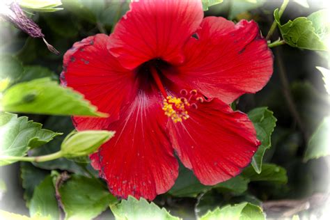 Hibiscus Flower Colors