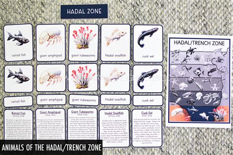 Ocean Depth Zones and Deep Sea Animals | The Pinay Homeschooler