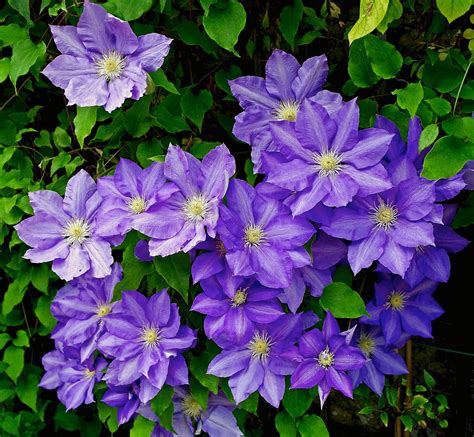 Clematis Blue Flowers - Free photo on Pixabay