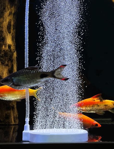 Amazon.com : UPETTOOLS Fish Tank Bubbler Stone - 4 Inch Aquarium Air ...