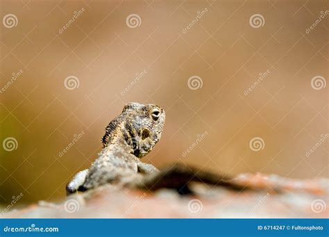 Lizard on rock stock image. Image of back, lying, view - 6714247