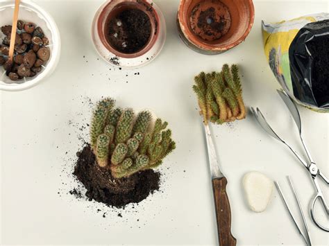 Repotting Cactus Tips - How And When To Repot A Cactus Plant