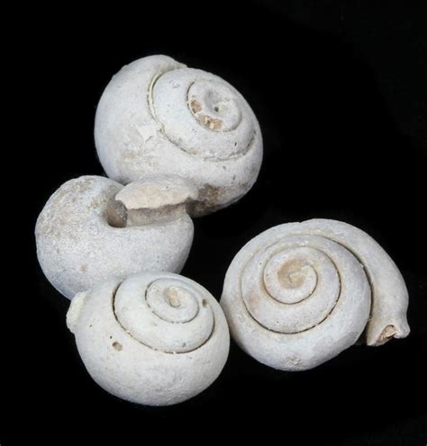 Image result for Snail Shell Fossil