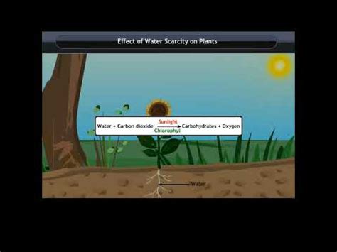 Effect of Water Scarcity on Plants Video Lecture - Science Olympiad Class 7