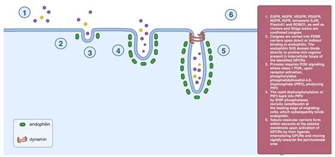 The Chemical Inhibitors of Endocytosis: From Mechanisms to Potential ...