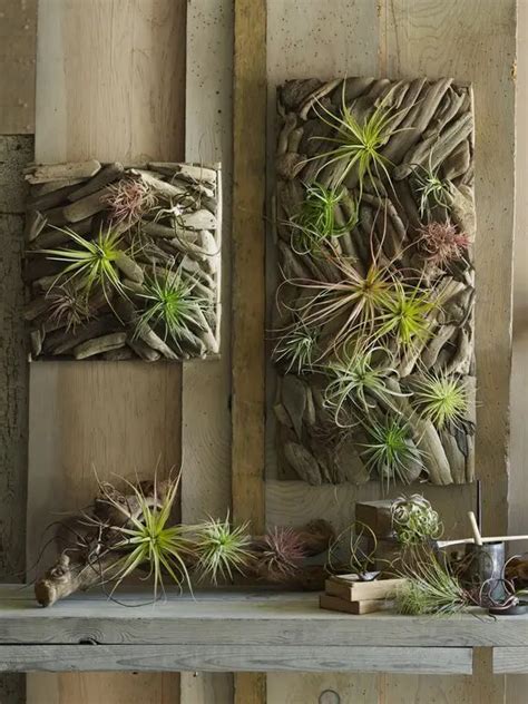 How to Display Air Plants On MDF 的图像结果