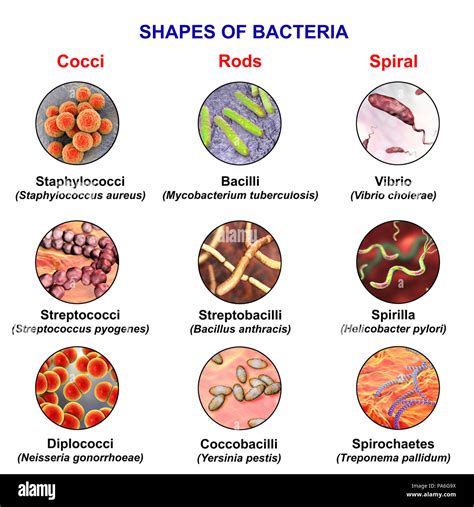Different bacteria illustration hi-res stock photography and images - Alamy