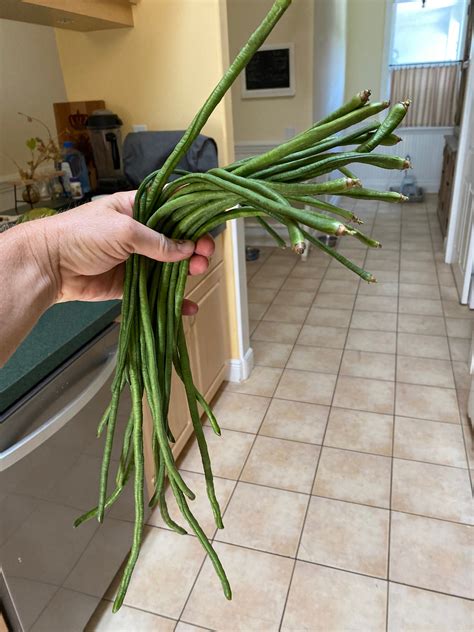 Image result for Monty Python Beans