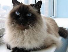 himalayan cats 17 best himalayan cats images on kawaii cat himalayan cats 17 best himalayan cats images on kawaii cat