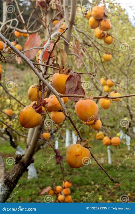 Ripening Persimmon Hanging on a Branch Stock Image - Image of healthy ...