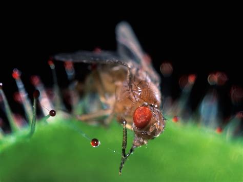 Do Bugs Sleep? Why They're Surprisingly Similar to People