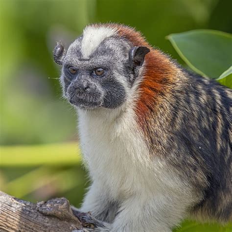 15 Rare White Monkeys in The World (with Pictures)