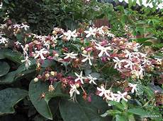 fiori profumati da giardino l orto dei colori fiori profumati fiori profumati da giardino l orto dei colori fiori profumati
