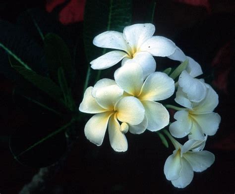 Perfect psychological perfection, flower's spiritual meaning