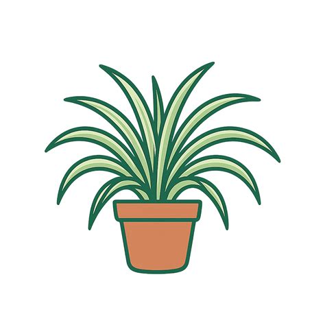 Spider Plant Temperature Requirements: Complete Guide