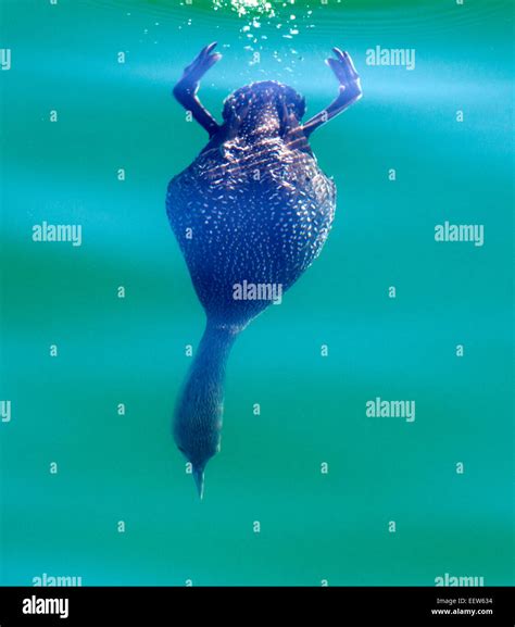 How Deep Can Loons Dive: Understanding Their Underwater Hunting Skills