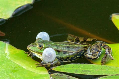 Frog Croaking Free Stock Photo - Public Domain Pictures