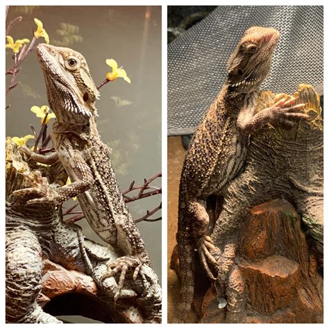 Here's a before and after of a beardie I rescued. This was just two ...