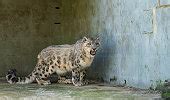 Image result for API Pothi
