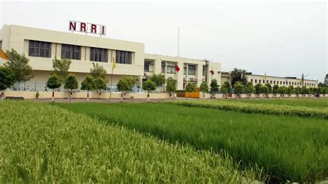 NRRI to showcase achievements in 78 years of rice research