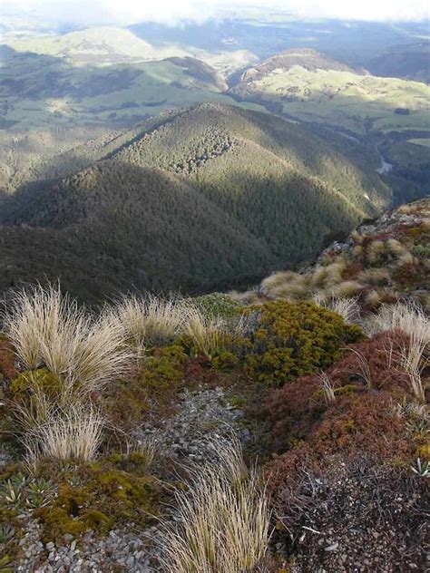 Plant Community 的图像结果