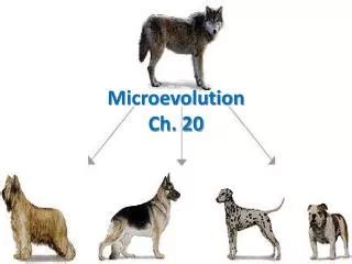 Image result for Microevolution Documentary
